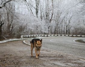 Non si applica l´art. 2051 per i danni cagionati da animali randagi