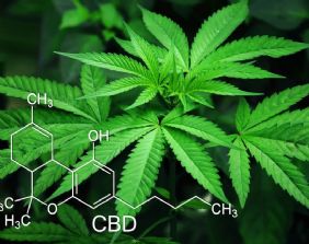 Per la Cassazione nel caso di coltivazione di 20 piante di marijuana l´intenzione soggettiva di soddisfare esigenze di consumo personale è insufficiente a escludere il reato