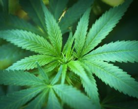 Per le Sezioni Unite la coltivazione domestica di cannabis in piccole quantità e per uso personale non è reato