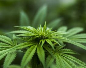 Considerazioni medico-giuridiche sull´inserimento delle composizioni ad uso orale di CBD tra le sostanze tabellate